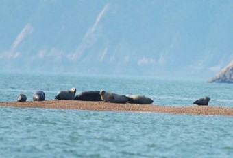 충남 숙원 사업 가로림만 해양생태공원 조성 그림 나왔다