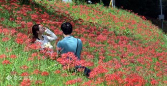 대전천 따라…붉은 꽃무릇 만개