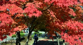 빨갛게 물들어가는 가을