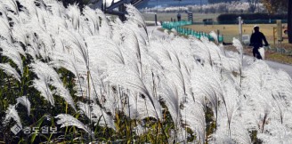 은빛 물결 억새의 향연