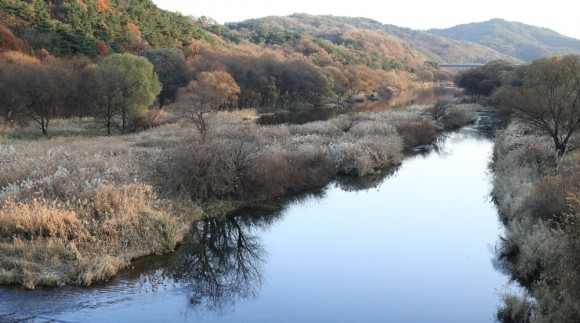 갑천습지 대규모 준설 계획…법적보호종 서식지 훼손 우려
