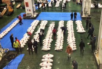 [르포] 일본의 가락시장 도요스, 유통 시스템은 정반대?