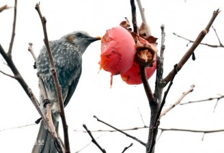 까치밥 먹는 직박구리
