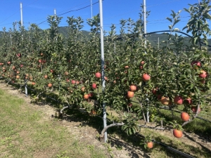 포항 기북면 오덕·탑정마을, 스마트 과수원 특화단지 선정