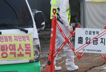 충남 천안·보령 산란계 농장서 고병원성 AI 의사환축 잇따라 발생