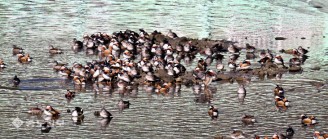 천연기념물 원앙 무리 대전 유등천에서 겨울나기
