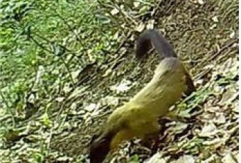 "노란목도리담비 죽음의 경고 무시말라"… 녹색연합, 대전시 보문산 난개발 비판