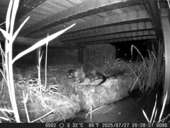 `수달과 대모잠자리, 맹꽁이`...세종호수공원도 생태 보고