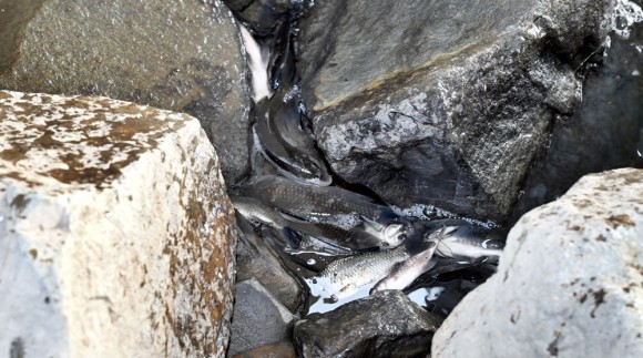 기후이상일까 환경오염인가…갑천 물고기떼 이상행동, 왜?