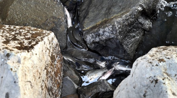 갑천 물고기떼 사흘째 기현상…원인은 `대규모 방생` 가능성도
