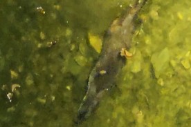 괴산읍 동진천서 수달 모습 포착···지역 자연 생태계 청정신호