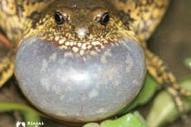 [신간] ‘맹꽁이 친구’ 문광연, 20년 관찰 담은 `와! 맹꽁이다` 출간