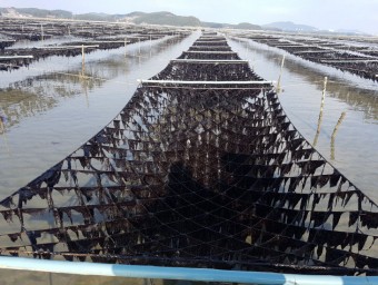 "김 탄소 흡수 규모 과학적으로 규명"… 충남도, 연구용역 착수