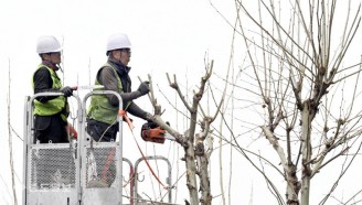 가로수 가지치기