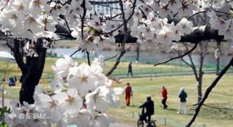 벚꽃 활짝…대전에 봄 왔네