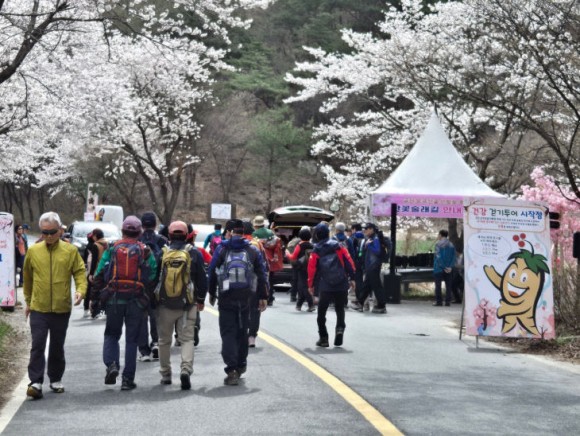 `봄꽃과 함께하는 힐링 시간`…산벚꽃 건강 걷기 투어 개최