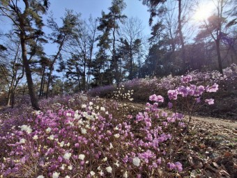 청양 우산 산책로 진달래 만개···분홍·백진달래 어우러진 꽃길 장관