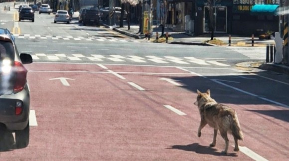 대전동물원 탈출 늑대, 오월드네거리까지 내려왔다 사라져