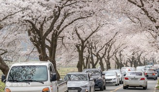벚꽃 만개한 보령 주산 벚꽃길 ‘장관’