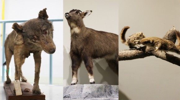 늑대·대륙사슴·하늘다람쥐…우리곁 멸종위기는 `진행중’
