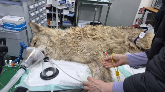 [포획영상] 오월드 탈출한 `늑구` 열흘만에 생포 `건강 이상없어`