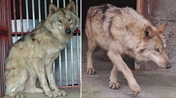 늑구, 물고기 먹으며 버텼나…뱃속에 낚시바늘과 생선가시