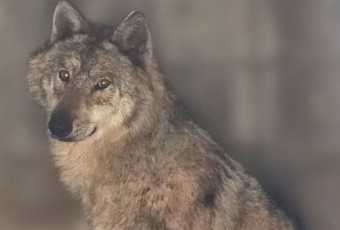 돌아온 늑구에 쏠린 관심… 기대와 우려 속 숙제는 가득