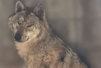 돌아온 늑구에 쏠린 관심… 기대와 우려 속 숙제는 가득