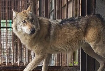 늑구 관련 마케팅 `활발`…늑구빵부터 AI합성 `밈`까지