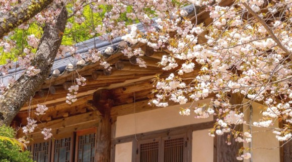 서산 운산의 봄, 꽃비로 물들다…문수사·개심사 `힐링명소` 각광