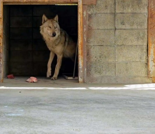 늑구는 평온한 하루를 보내고 있습니다. 오월드는 21일 오후 SNS를 통해 현재 “전반적으로 안정적인 상태를 유지하고 있으며, 먹이 활동과 배변 활동도 양호하다. 늑구는 닭480g, 소고기600g, 분쇄육400g을 2회 나누어 섭취 했다”고 전했습니다. 일각에서 제기된 그릇에 식사를 제공하는 문제에 대해선 “그릇에 먹이를 제공할 경우, 그릇 소리에 예민하게 반응해 섭취를 꺼릴 수 있다. 늑대의 자연스런 섭취 방식으로 기존에도 동일한 방식으로 이뤄지고 있다”고 밝혔습니다.금상진 기자오월드 복귀 후 안정을 취하고 있는 늑구 (화면제공 : 오월드)