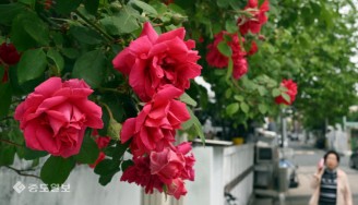 때 이른 더위에 장미꽃 ‘활짝’