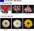 실내분위기 '꽃'으로 확 바꾼다… 농진청 추천 품종은
