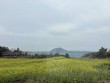 [아산다문화] 유채꽃보다 환했던 엄마의 미소, 제주에서...