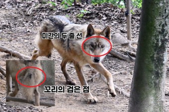 `늑구를 찾아봐` 재개장 대전오월드 관람객들에 새로운 재미