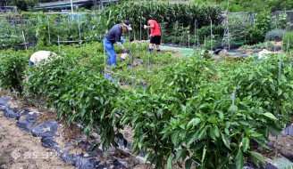하지(夏至)맞은 주말농장 ‘구슬땀’