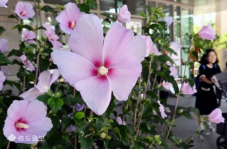 ‘무궁화 축제에서 나라사랑 의미 되새겨요’