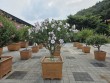 충남 무궁화, '무궁화 우수분화 품평회' 대통령상 수상