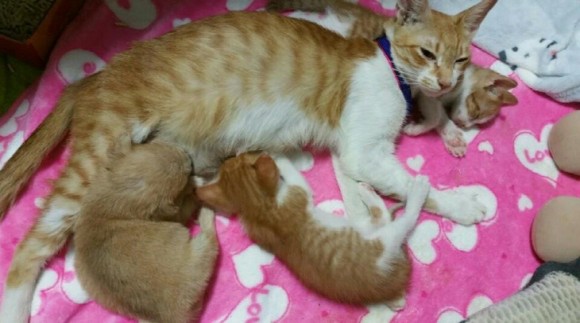 `동물학대` 정부는 처벌 강화… 법원은 대부분 벌금형