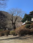 충남도 산림자원연구소 '호두나무' 육성 연구 속도